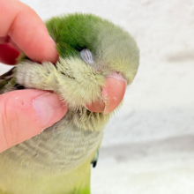 【最新画像更新🪄】みんなをメロメロにしちゃうぞ🐥💖オキナインコ(グリーン) ヒナ