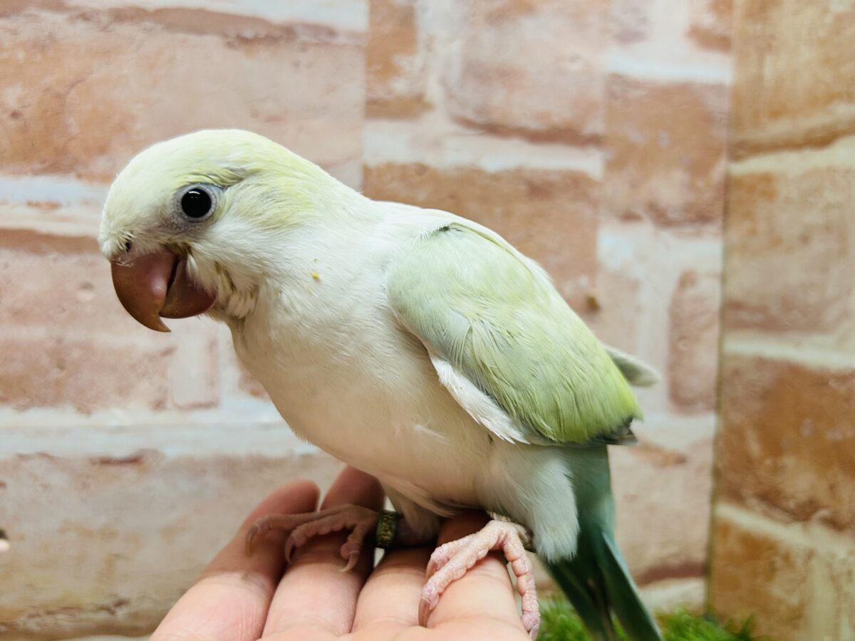 オキナインコ