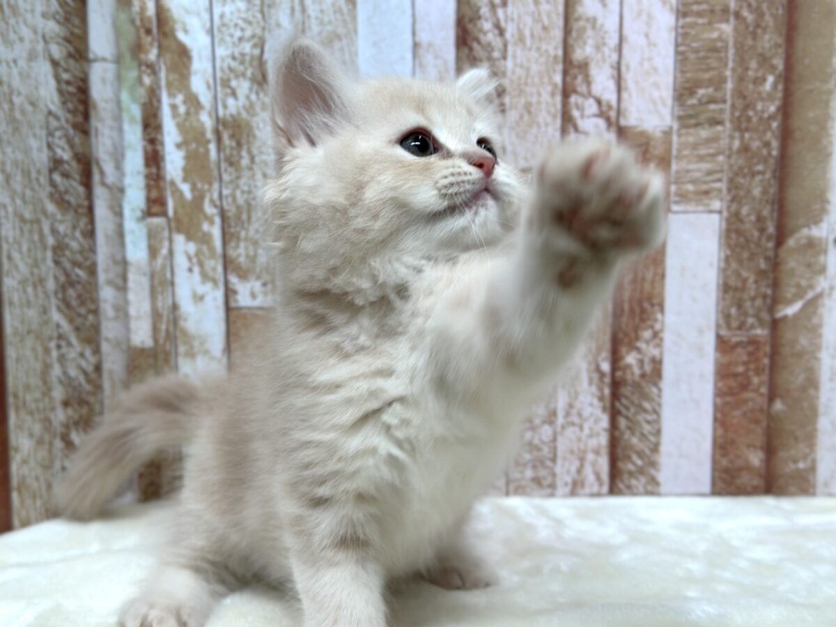 イケメン🧡ラガマフィンくん(クリームタビー)2026年4月12日生まれ 男の子 ラガマフィン