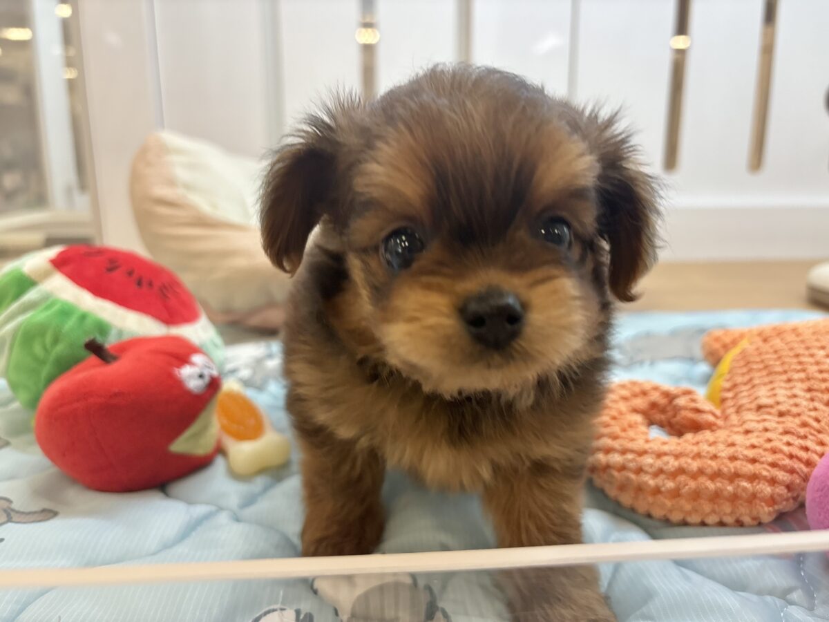 ポメプー