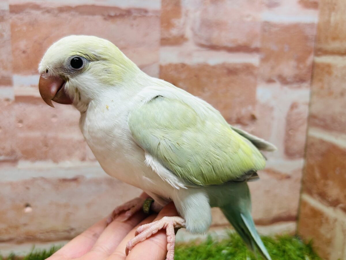 オキナインコ