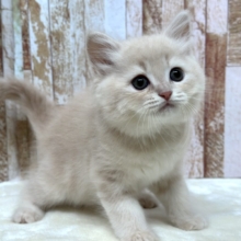 イケメン🧡ラガマフィンくん（クリームタビー）2026年4月12日生まれ　男の子