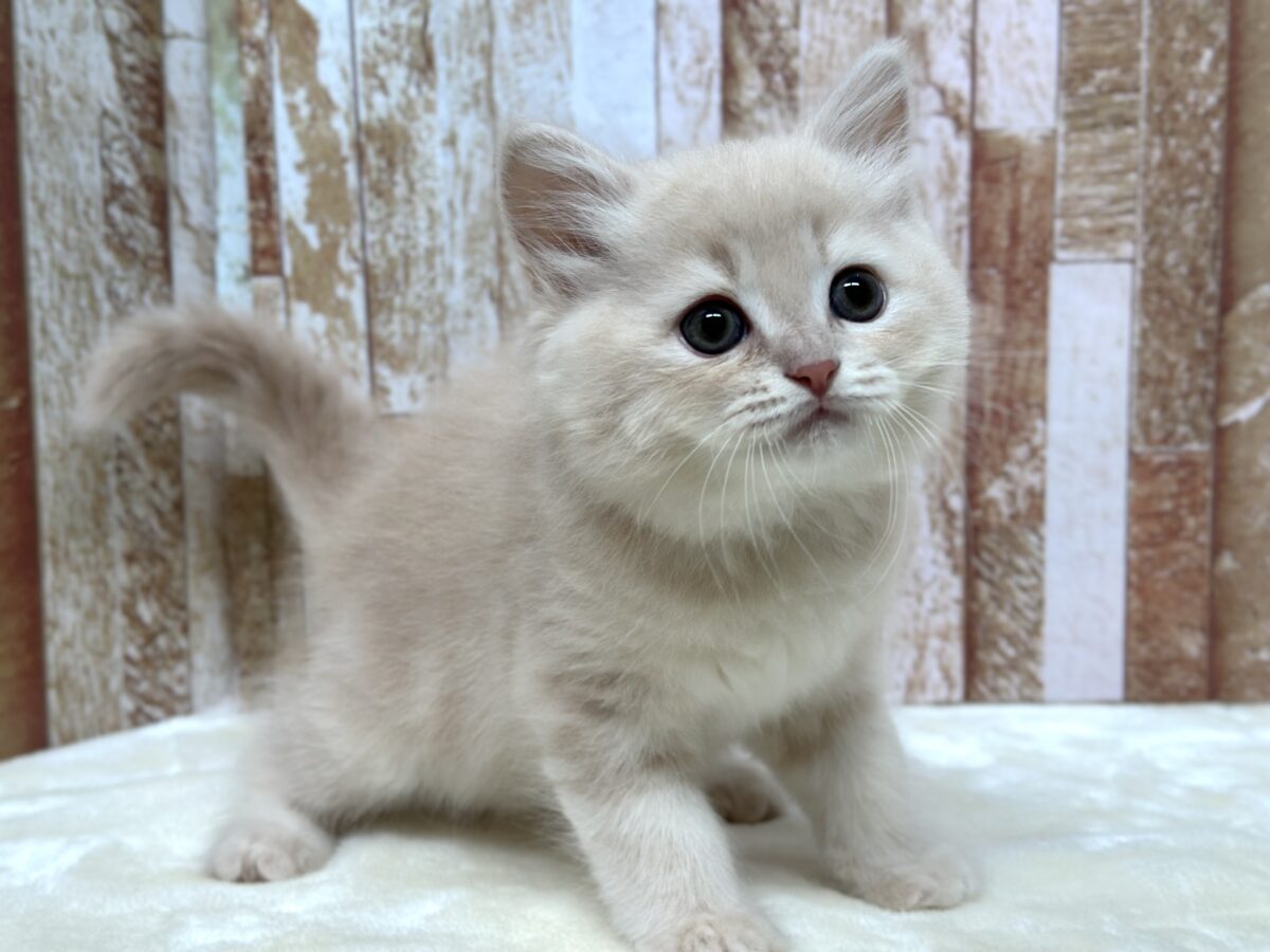 イケメン🧡ラガマフィンくん(クリームタビー)2026年4月12日生まれ 男の子 ラガマフィン