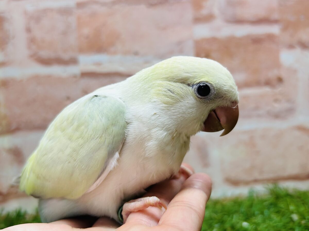 オキナインコ