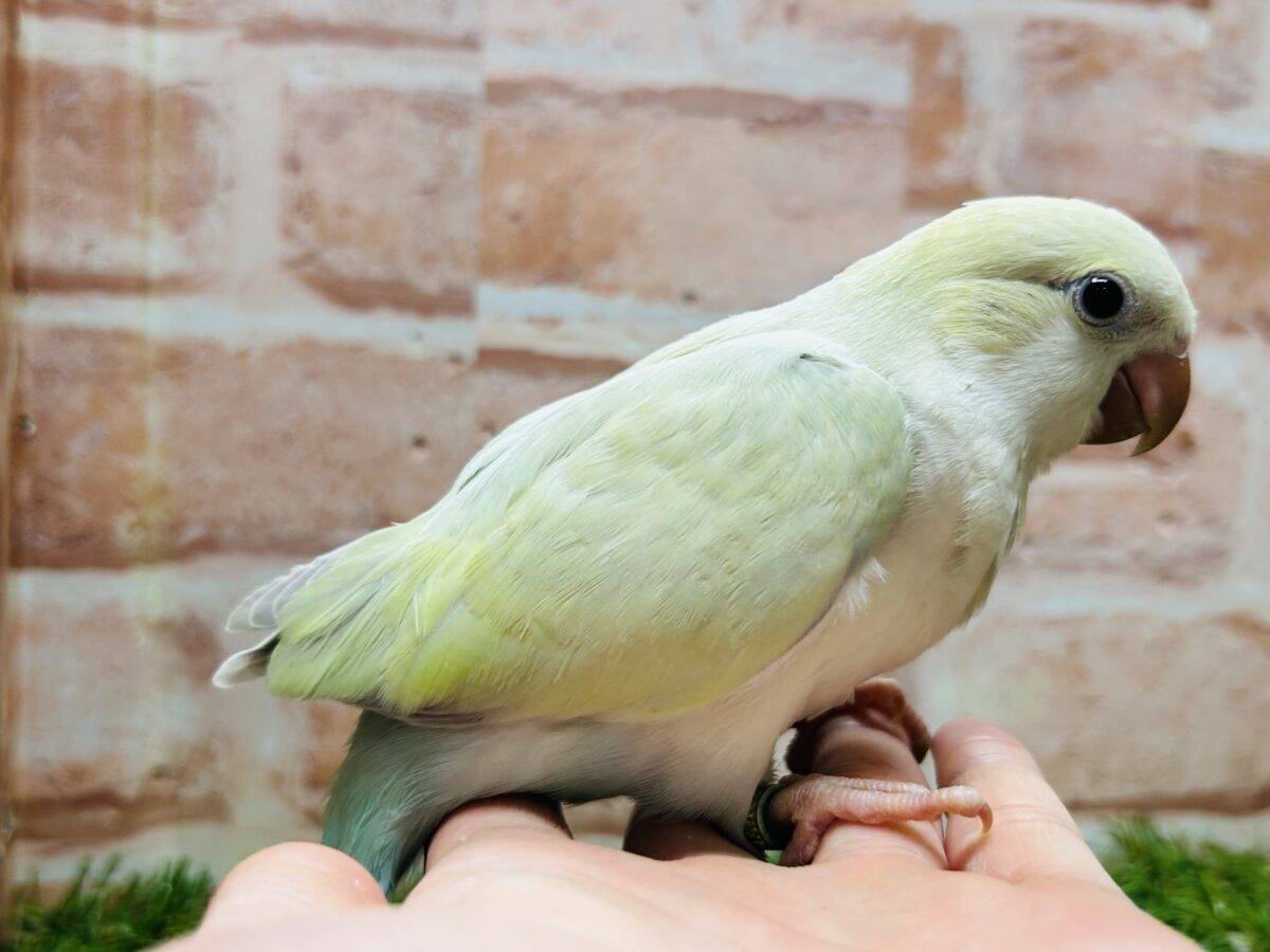 オキナインコ