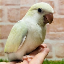 エメラルドグリーンカラー💚💚とっても美しいオキナインコさんがやってきました～🌟🌟