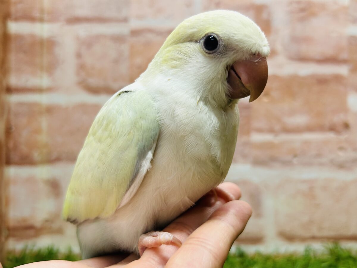 エメラルドグリーンカラー💚💚とっても美しいオキナインコさんがやってきました～🌟🌟