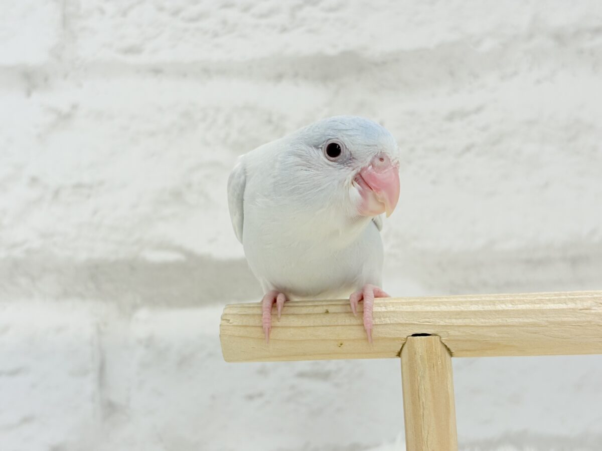 【最新画像更新🪄もうすぐひとり餌☆】淡い羽色にミステリアスな雰囲気🐣🩵🫧マメルリハ(アメリカンホワイトファロー) 女の子 ヒナ マメルリハ