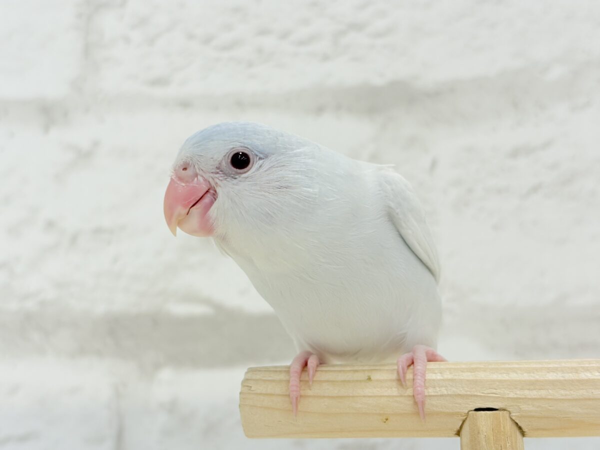 【最新画像更新🪄もうすぐひとり餌☆】淡い羽色にミステリアスな雰囲気🐣🩵🫧マメルリハ(アメリカンホワイトファロー) 女の子 ヒナ マメルリハ