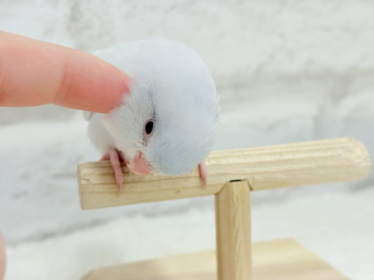 マメルリハ