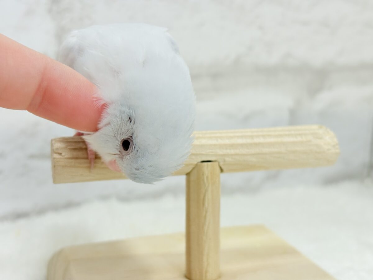 マメルリハ