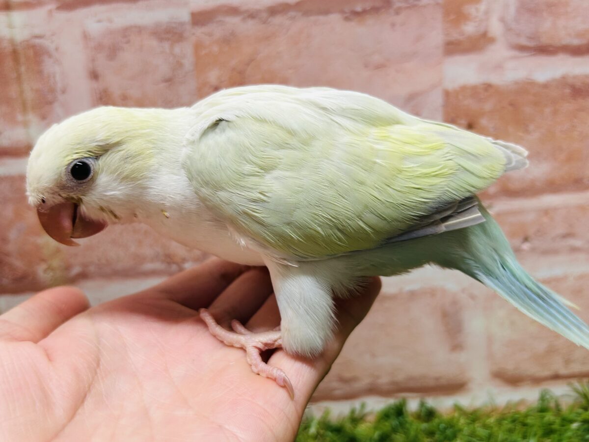 オキナインコ
