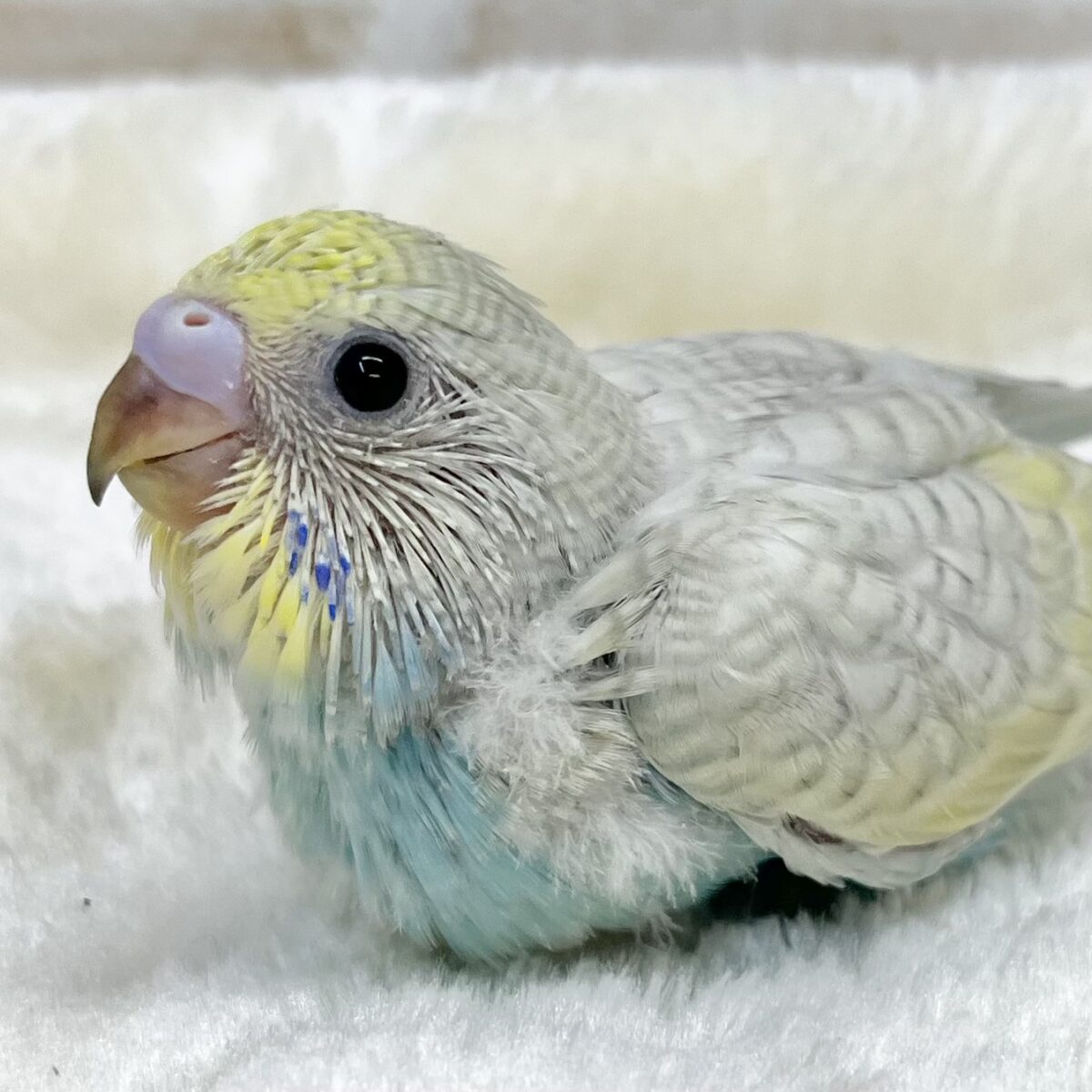 美しい…☺️✨✨　セキセイインコ（イエローフェイス パステル スパングル）