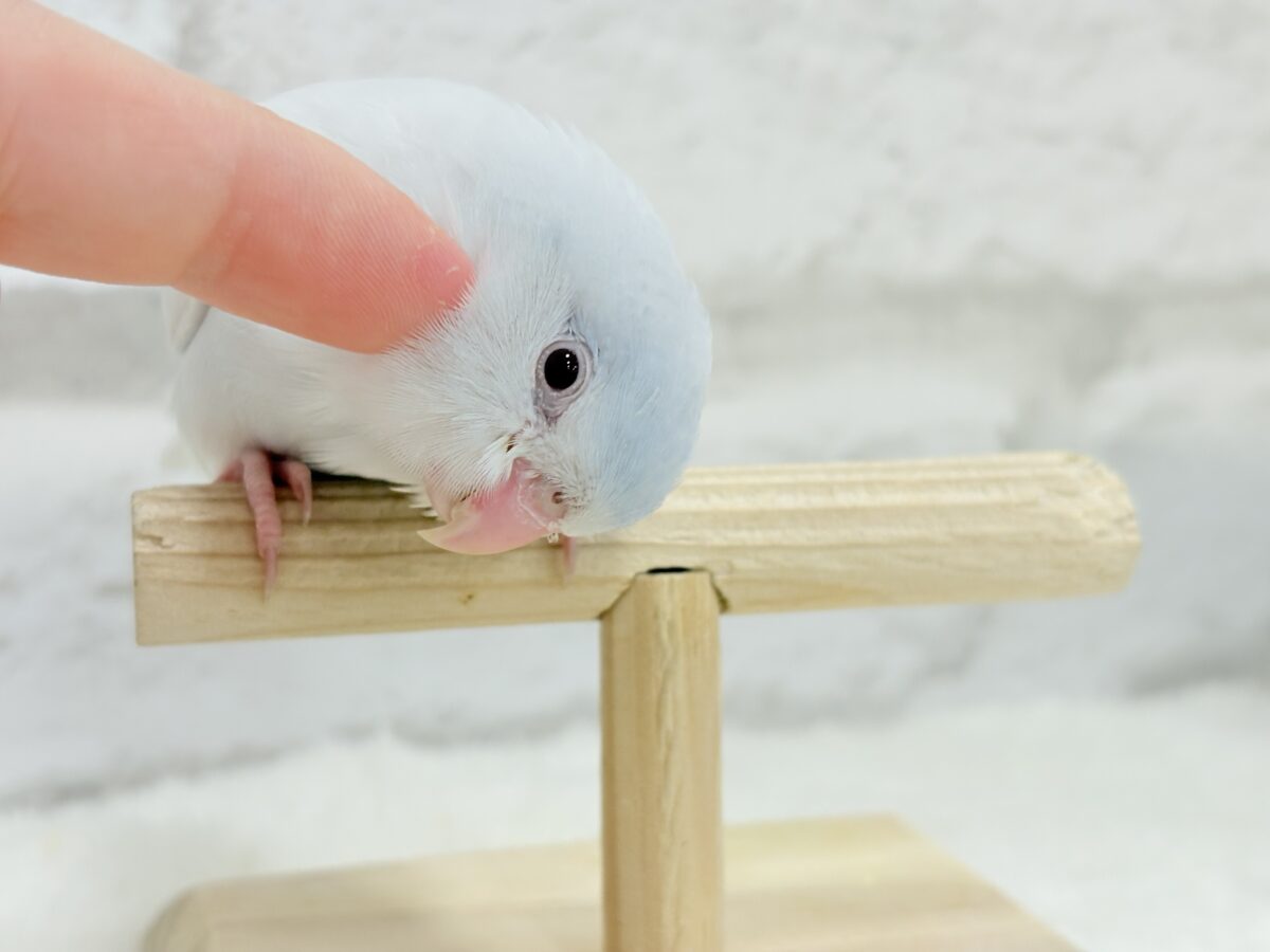 【最新画像更新🪄もうすぐひとり餌☆】淡い羽色にミステリアスな雰囲気🐣🩵🫧マメルリハ(アメリカンホワイトファロー) 女の子 ヒナ マメルリハ