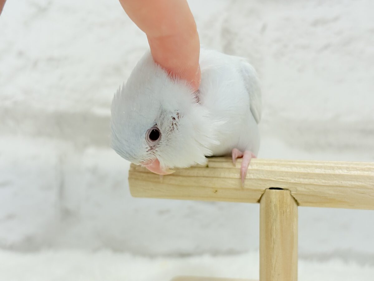 【最新画像更新🪄もうすぐひとり餌☆】淡い羽色にミステリアスな雰囲気🐣🩵🫧マメルリハ(アメリカンホワイトファロー) 女の子 ヒナ マメルリハ