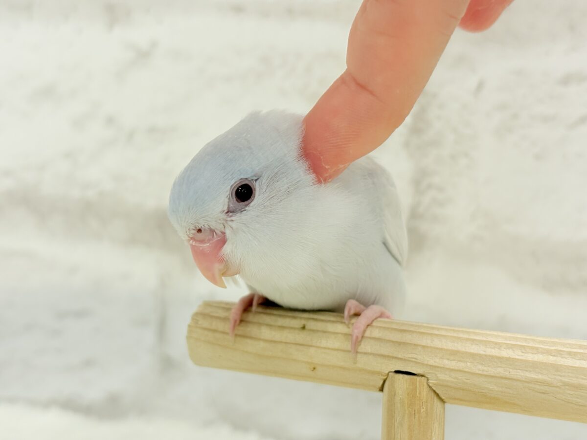 マメルリハ