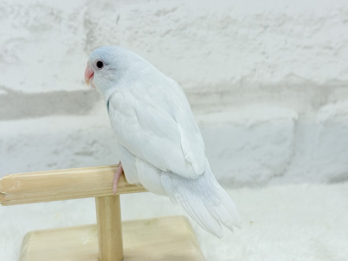 【最新画像更新🪄もうすぐひとり餌☆】淡い羽色にミステリアスな雰囲気🐣🩵🫧マメルリハ(アメリカンホワイトファロー) 女の子 ヒナ マメルリハ