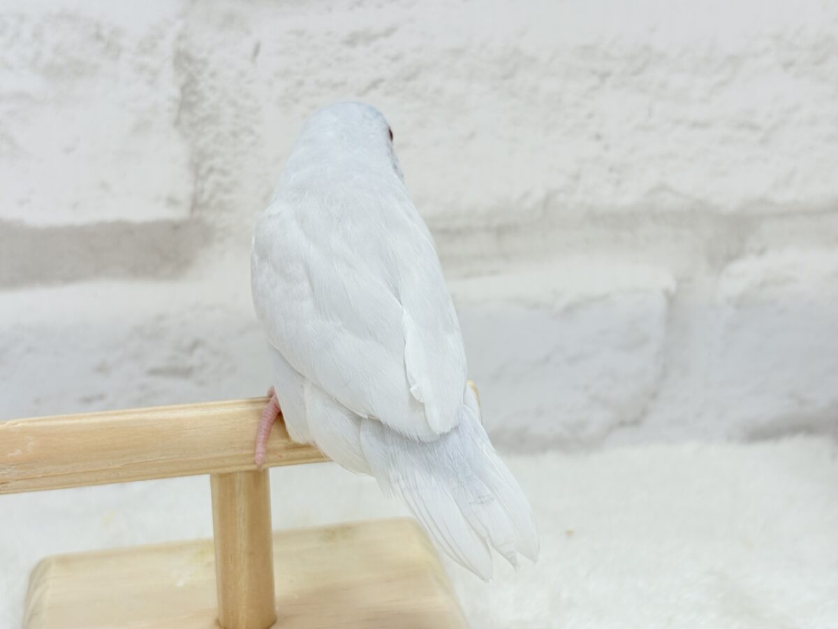 マメルリハ
