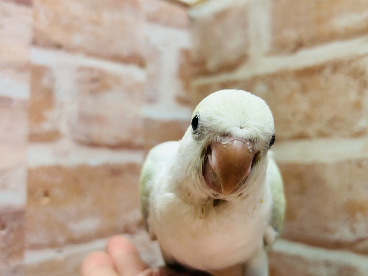 オキナインコ
