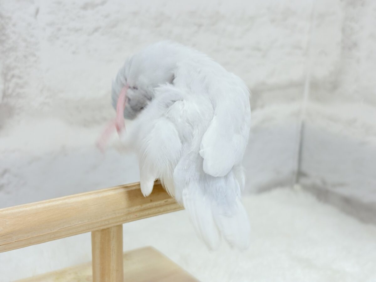 マメルリハ