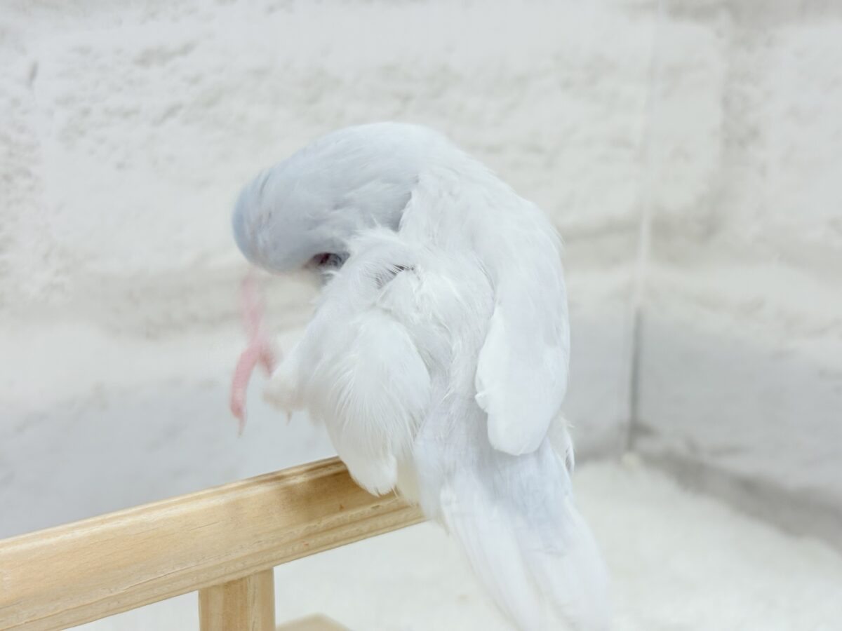 マメルリハ