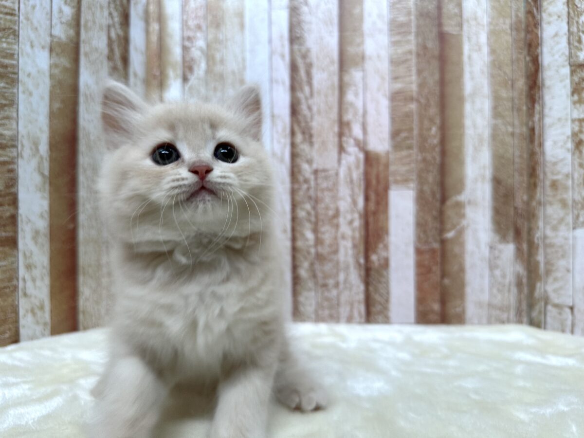 イケメン🧡ラガマフィンくん(クリームタビー)2026年4月12日生まれ 男の子 ラガマフィン