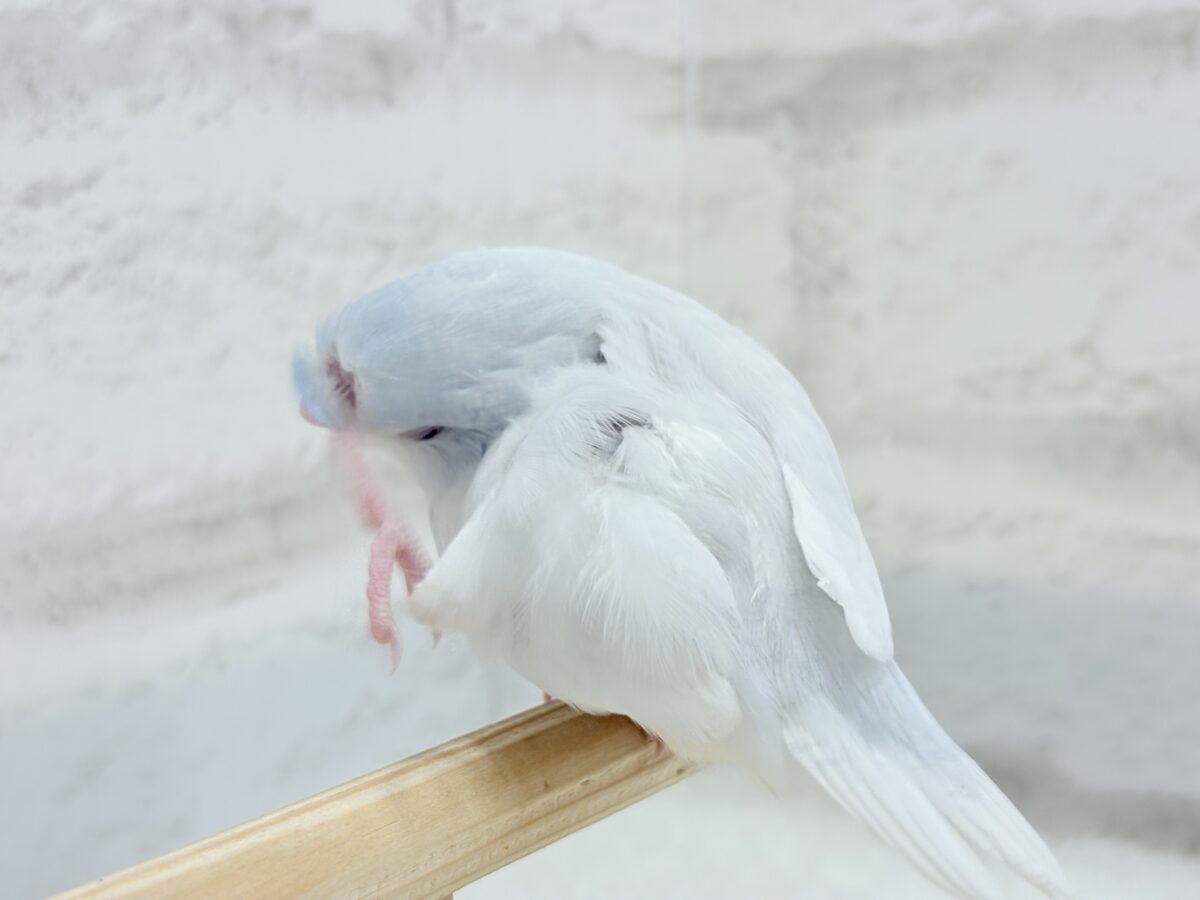 マメルリハ