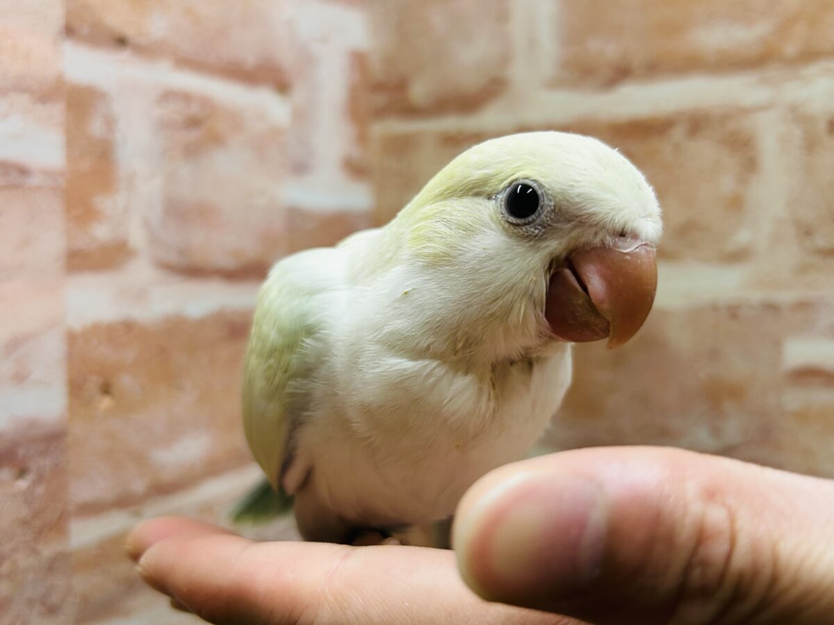 オキナインコ