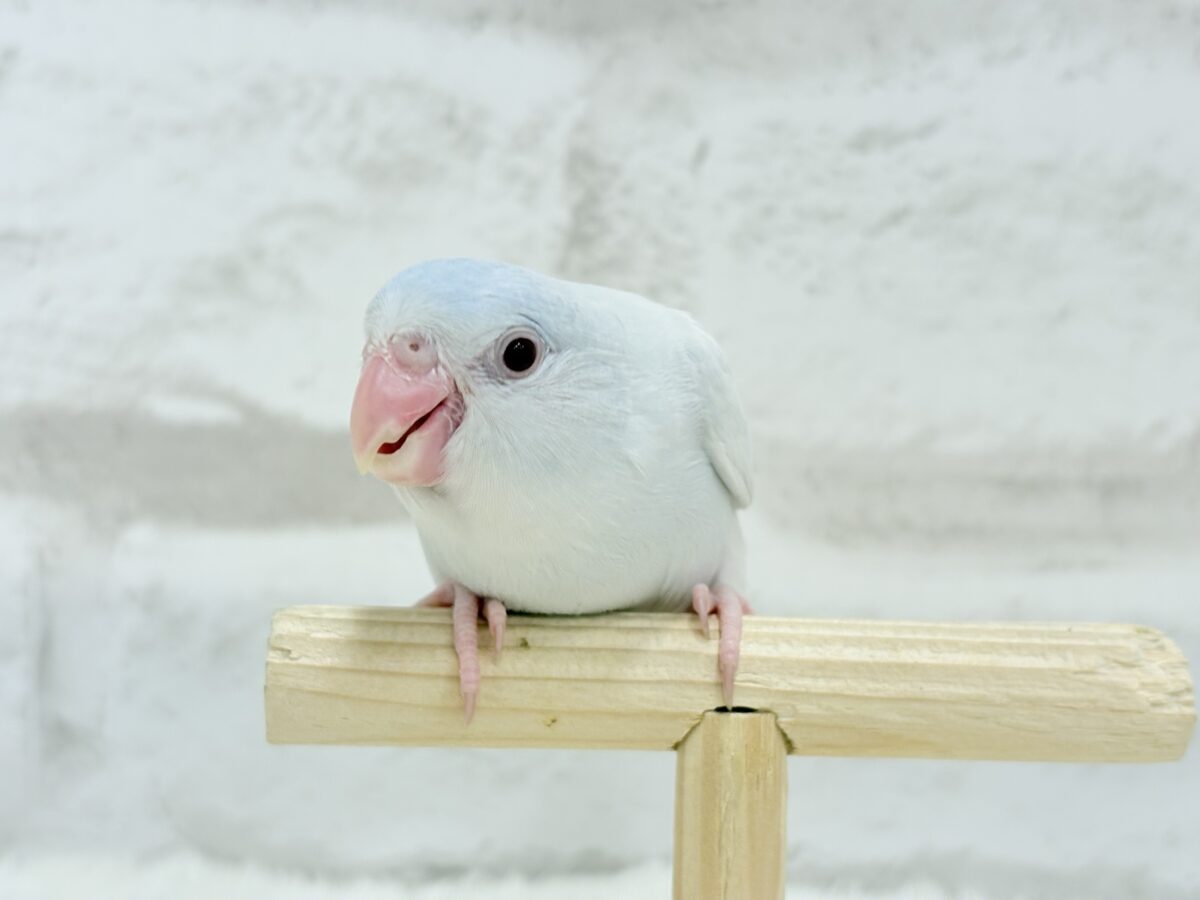 【最新画像更新🪄もうすぐひとり餌☆】淡い羽色にミステリアスな雰囲気🐣🩵🫧マメルリハ(アメリカンホワイトファロー) 女の子 ヒナ マメルリハ