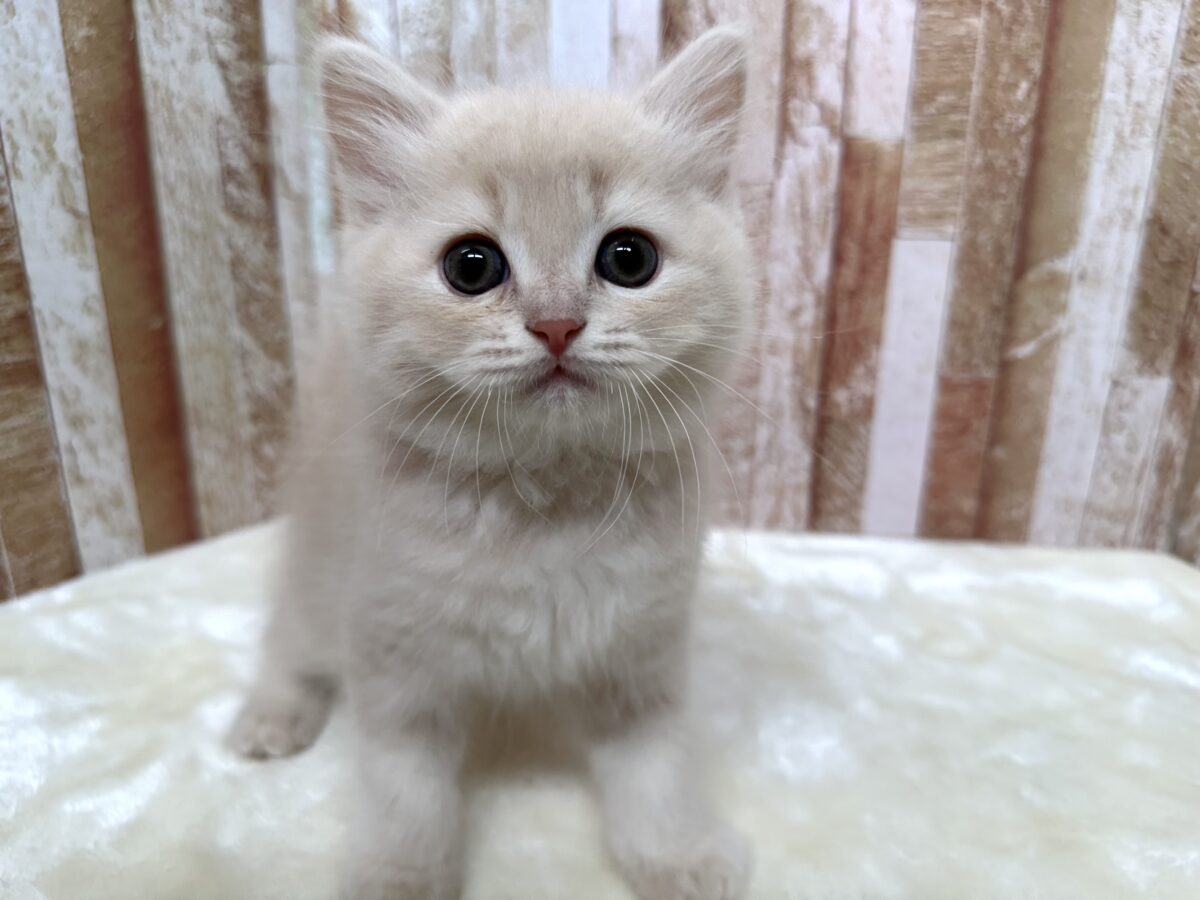 イケメン🧡ラガマフィンくん(クリームタビー)2026年4月12日生まれ 男の子 ラガマフィン