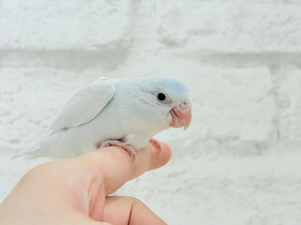 マメルリハ