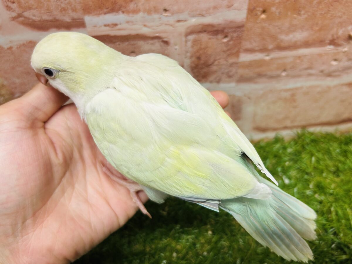 オキナインコ