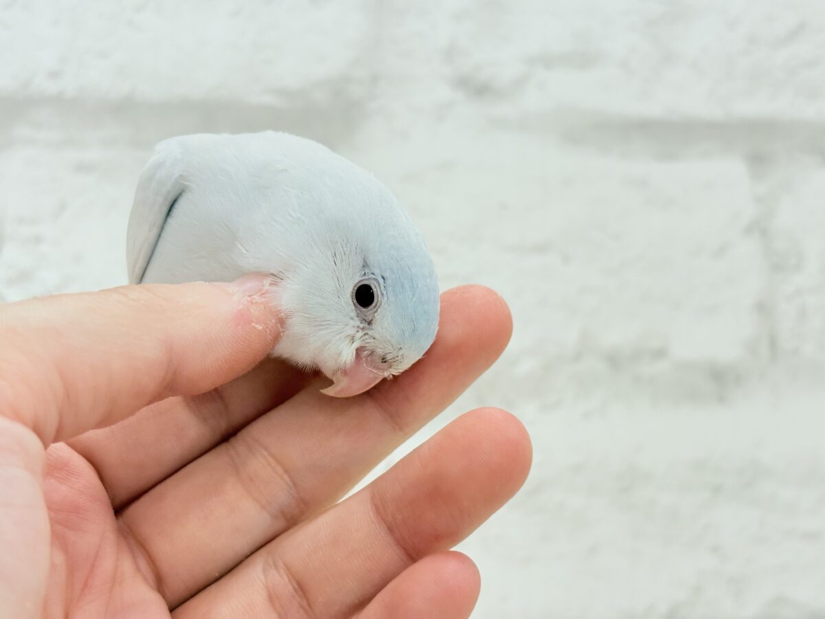 マメルリハ