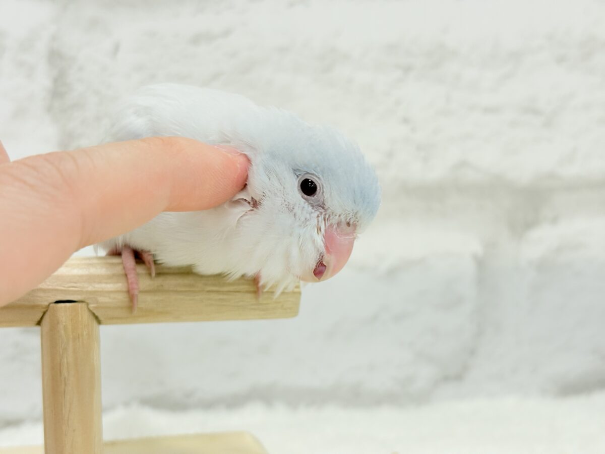 マメルリハ