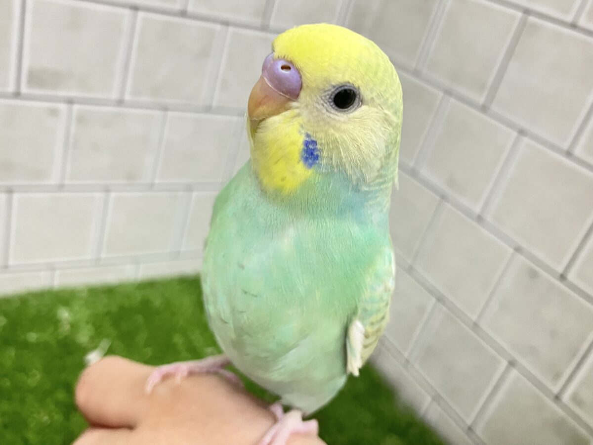 ✨️最新画像✨あまあまメロンのメロリーナ❕🍈꙳ ⟡セキセイインコ(レインボー/2026年6月生まれ)