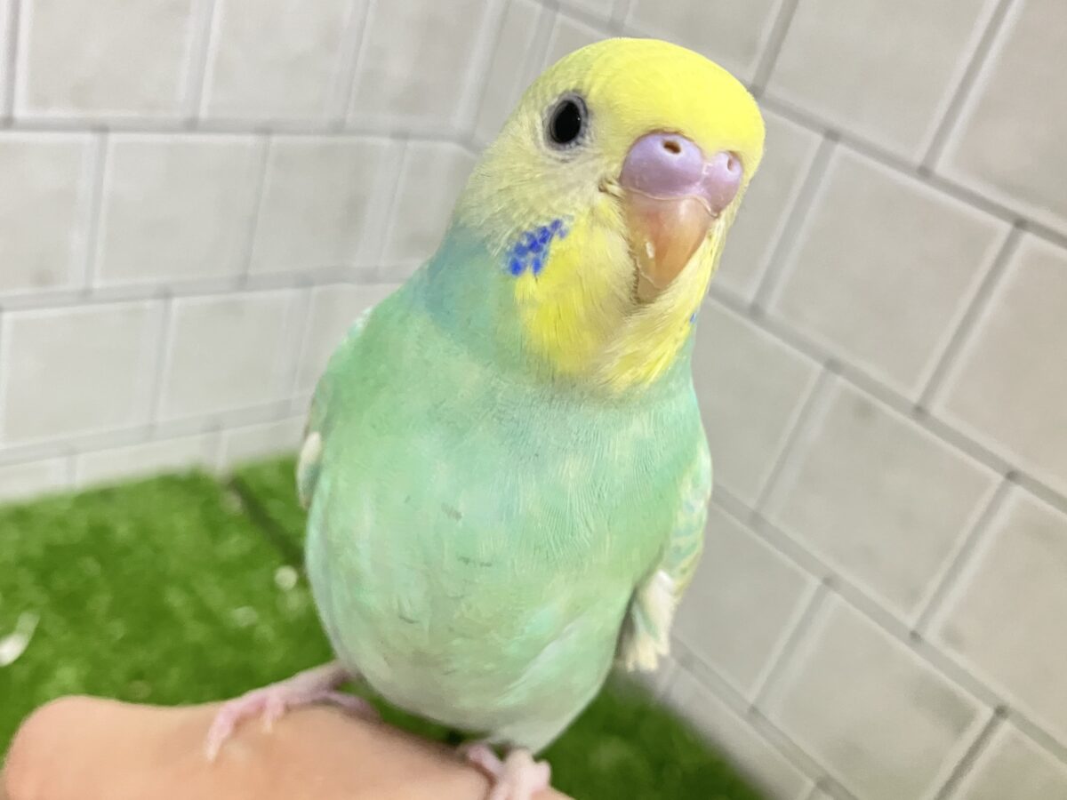 セキセイインコ