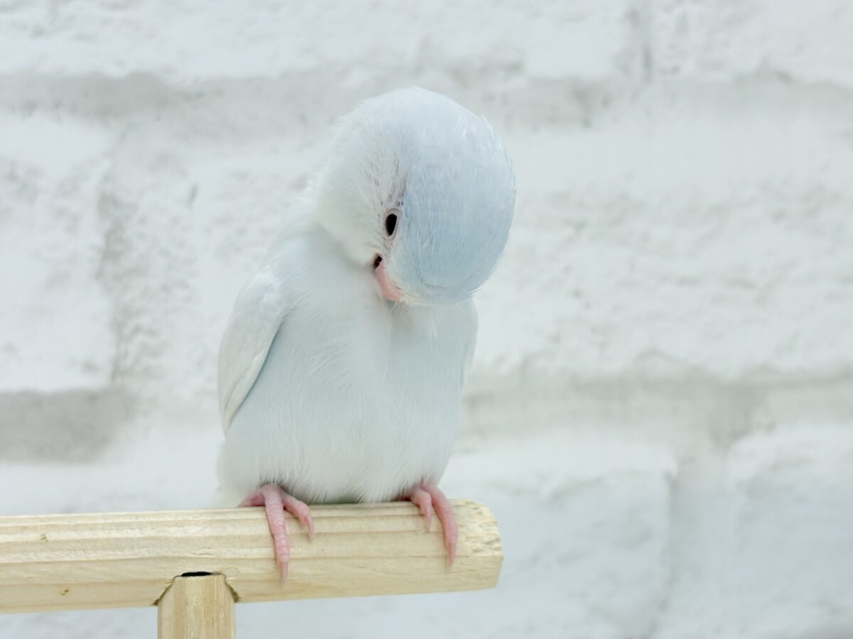 マメルリハ
