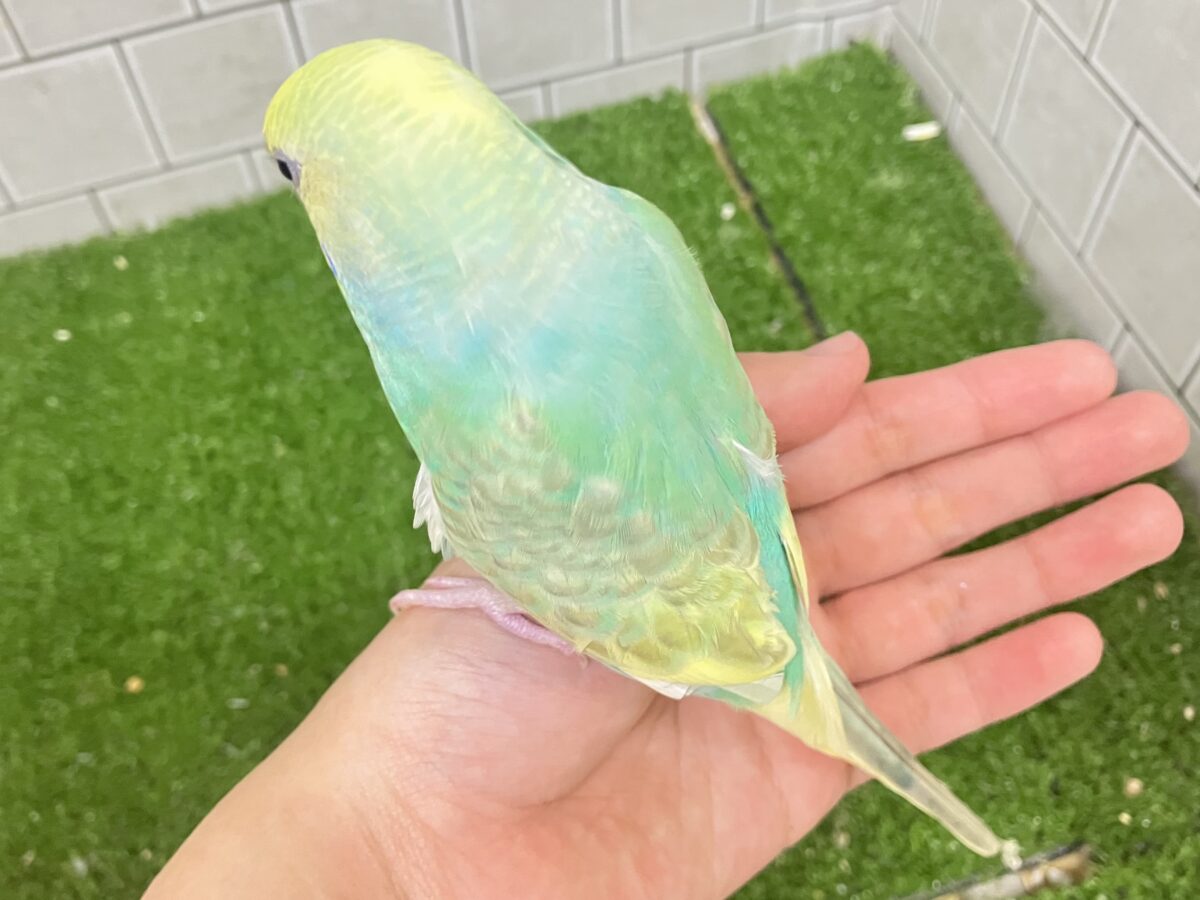 セキセイインコ