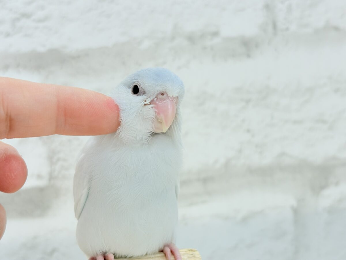 マメルリハ