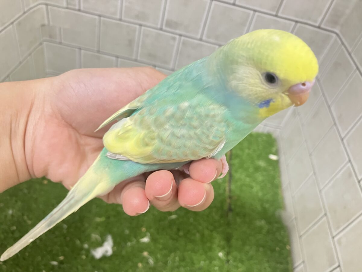 セキセイインコ