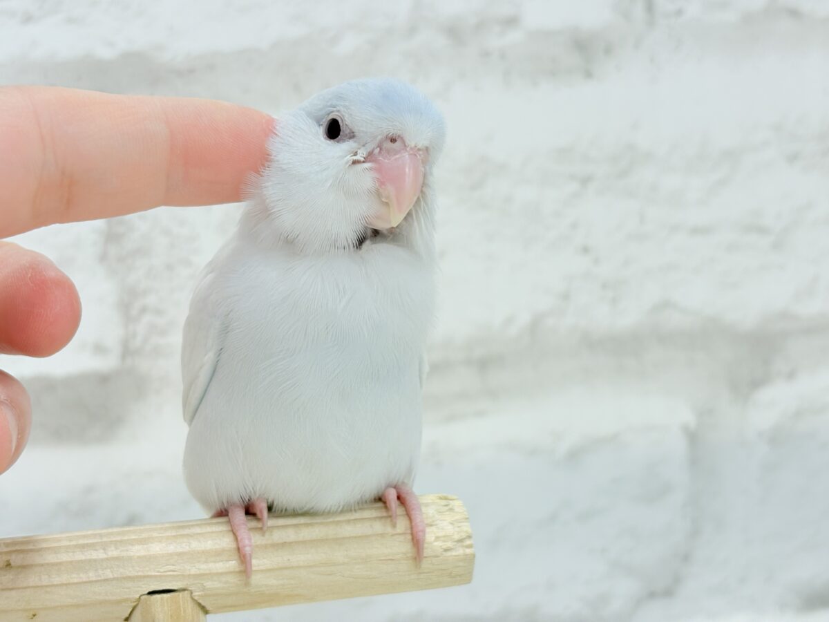 マメルリハ