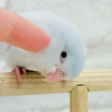 【最新画像更新🪄もうすぐひとり餌‪☆】淡い羽色にミステリアスな雰囲気🐣🩵🫧マメルリハ(アメリカンホワイトファロー) 女の子 ヒナ