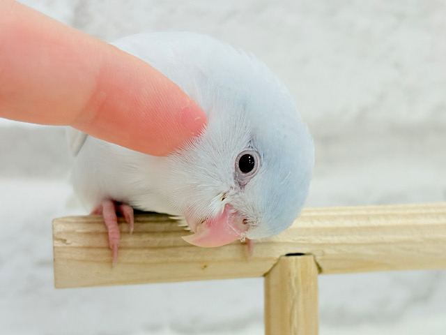 【最新画像更新🪄もうすぐひとり餌☆】淡い羽色にミステリアスな雰囲気🐣🩵🫧マメルリハ(アメリカンホワイトファロー) 女の子 ヒナ 【最新画像更新🪄もうすぐひとり餌☆】淡い羽色にミステリアスな雰囲気🐣🩵🫧マメルリハ(アメリカンホワイトファロー) 女の子 ヒナ