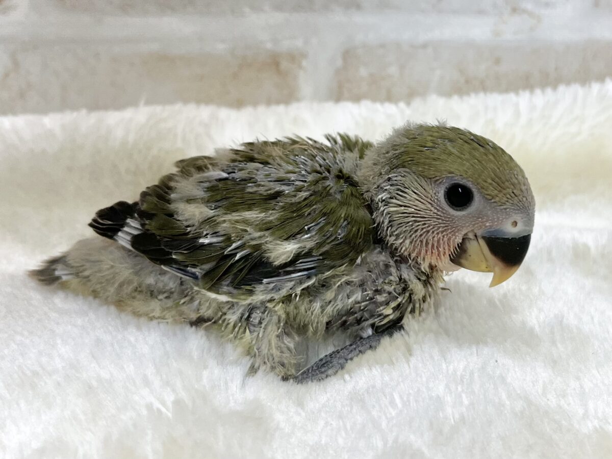 コザクラインコ（小桜インコ）