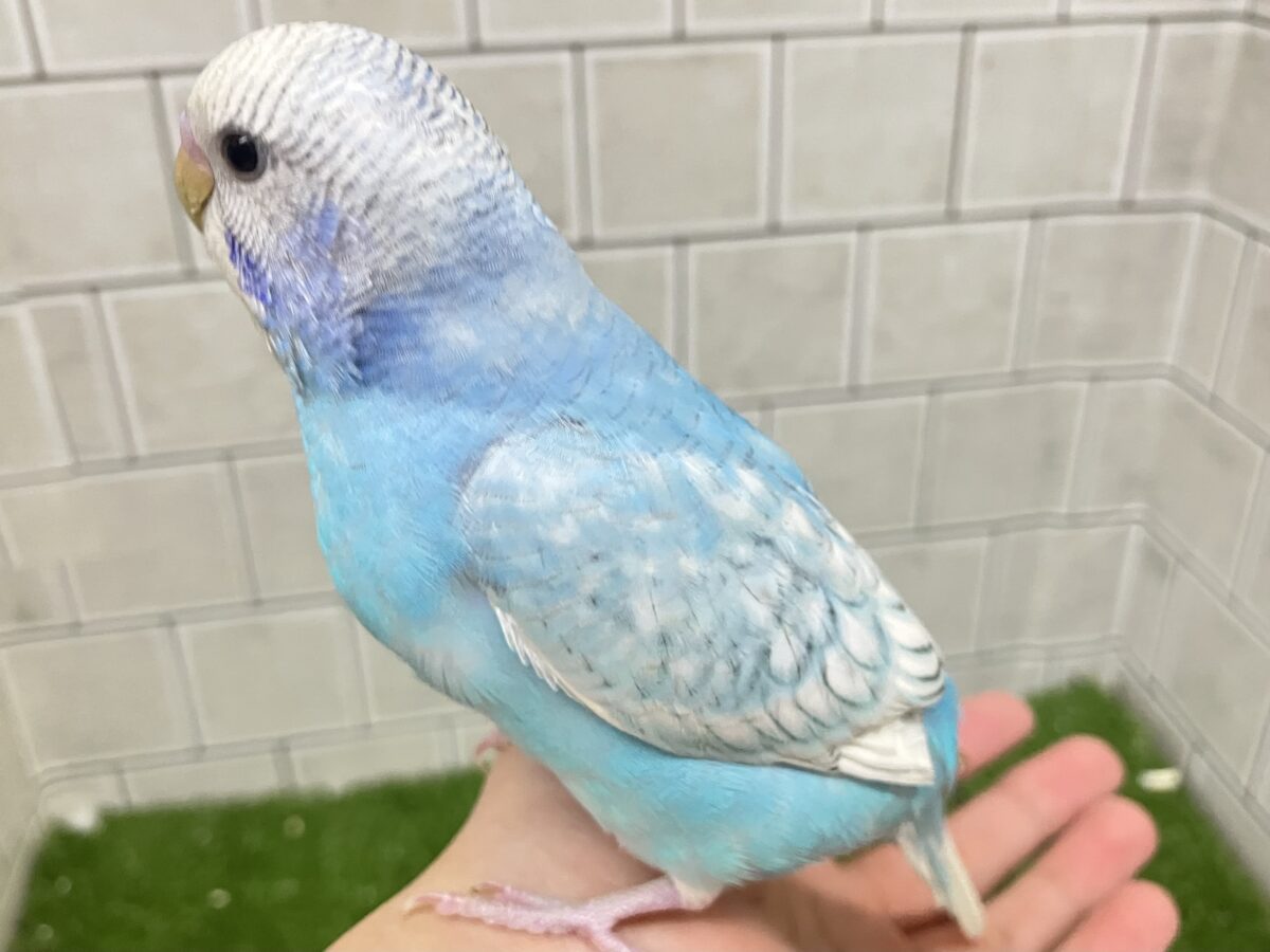 ✨️最新画像✨すかーい満点☀️決めるぜ𝐯𝐢𝐜𝐭𝐨𝐫𝐲❕セキセイインコ(ブルースパングル/2026年6月生まれ) セキセイインコ