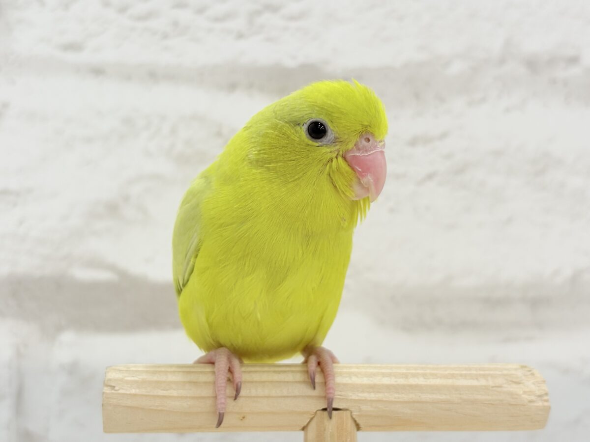 マメルリハ
