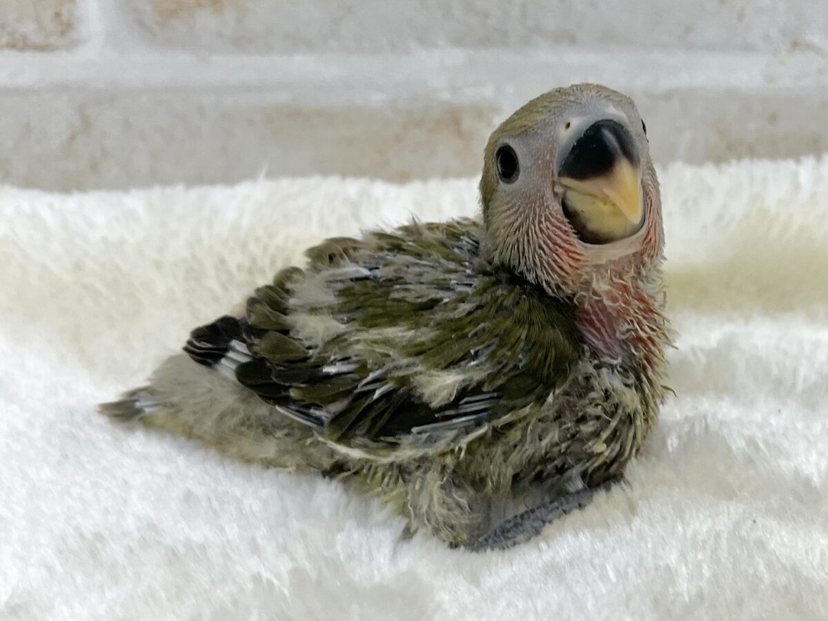 コザクラインコ（小桜インコ）