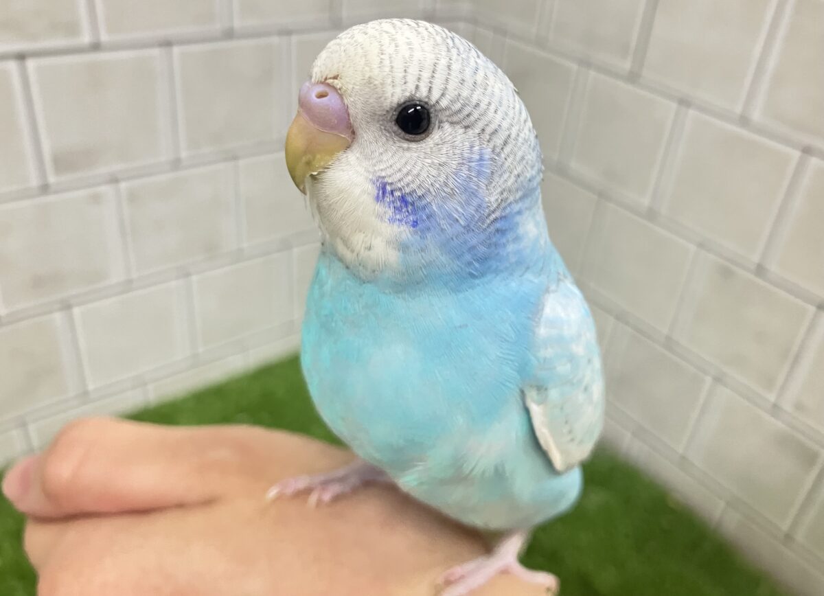 ✨️最新画像✨すかーい満点☀️決めるぜ𝐯𝐢𝐜𝐭𝐨𝐫𝐲❕セキセイインコ(ブルースパングル/2026年6月生まれ)