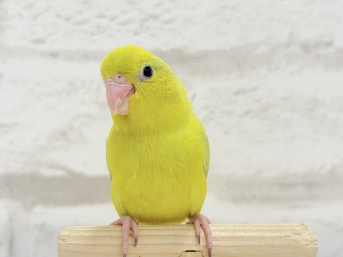 【最新画像更新🪄ひとり餌になりました☆】絶世の美マメがやってきた🐣🫛💖マメルリハ(アメリカンイエロー) 女の子 ヒナ マメルリハ