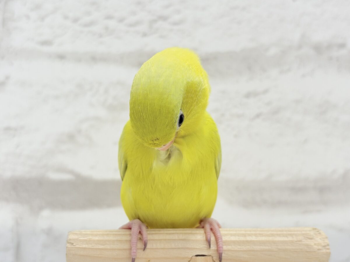 マメルリハ